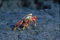 Crabe des Galapagos (Grapsus grapsus) Ref:36419